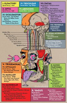 the anatomy of the human head and neck with labels on it, labeled in different colors