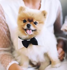 a person holding a small dog wearing a bow tie