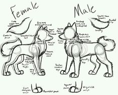 three different types of dogs that are drawn in pencil, with the words female and male on