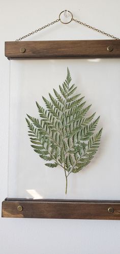 a green fern leaf is mounted in a glass frame on a white wall with chains