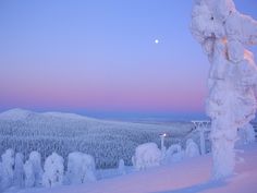 snow covered trees in the foreground and a full moon in the distance with a purple sky