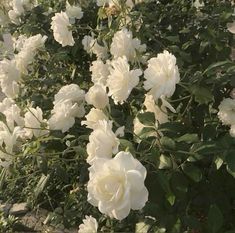 white roses are blooming in the garden