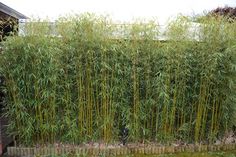 a tall bamboo tree next to a building