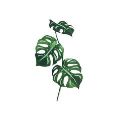 two green leaves on a white background