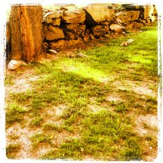 the grass is green and brown with rocks on it's sides, next to a tree