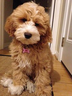 a small brown dog sitting on top of a wooden floor next to a white door