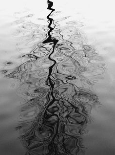 the reflection of trees in the water is very interesting and unique to see on this photo