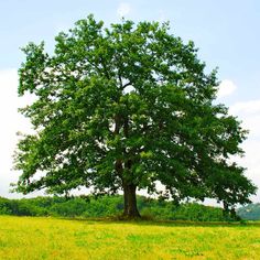 a large green tree sitting in the middle of a lush green field with lots of grass