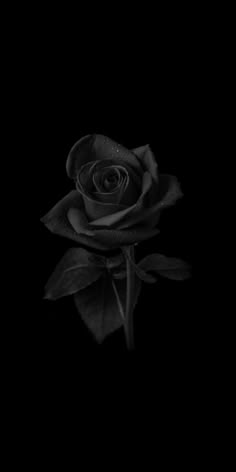 a single black rose with water droplets on it's petals, in the dark