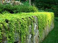 a stone wall with green plants growing on it's sides and in the middle