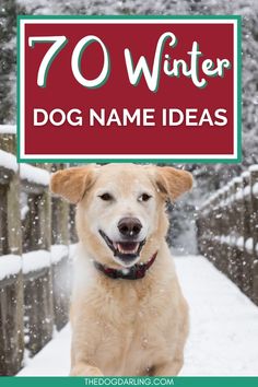 a dog with the words 70 winter dog name ideas