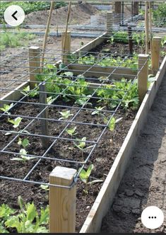 several rows of plants growing in an outdoor garden