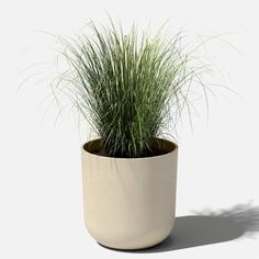 a potted plant with long green grass in it