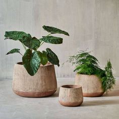 three potted plants sitting next to each other