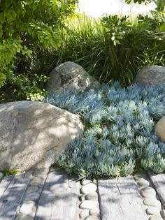 some rocks and plants on a wooden deck in the sun with blue flowers growing out of them