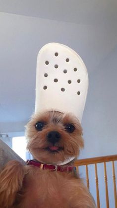 a small dog wearing a chef's hat on top of it's head