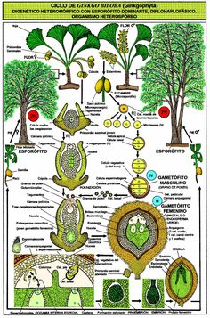 the plant life cycle is shown in this diagram, which shows how plants grow and what they