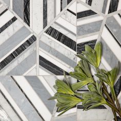 a potted plant sitting on top of a white tiled wall