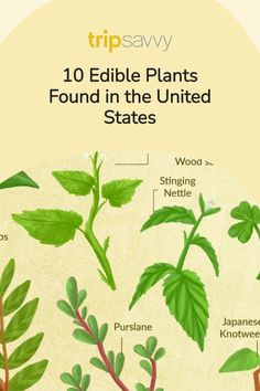 an illustrated guide to edible plants found in the united states by trip savvy