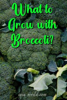 broccoli with the words what to grow with broccoli? on it