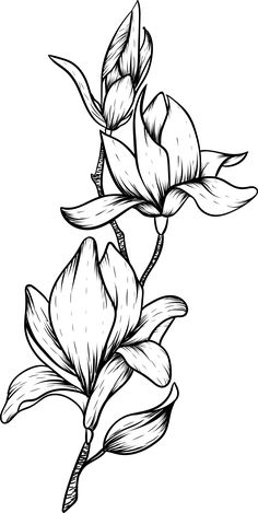 Lilies Drawing, Quilled Creations, Print Design Art, Art Drawings Sketches Pencil, Floral Border Design