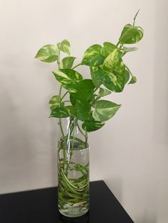 a glass vase filled with green plants on top of a black table next to a white wall