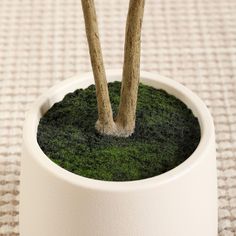 two wooden sticks sticking out of the top of a potted plant with green moss