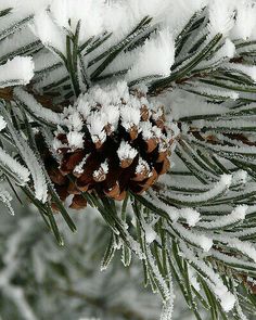 pine cones are covered in snow on a tree