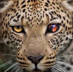 an image of a leopard with orange eyes