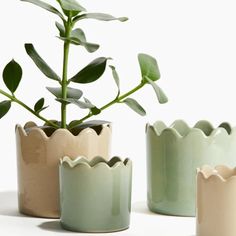 three vases with plants in them sitting next to each other