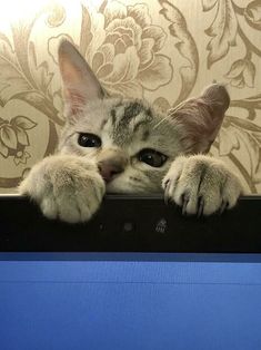 a cat is peeking over the edge of a tv