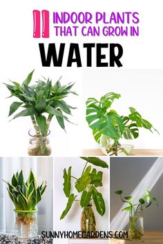 indoor plants that can grow in water