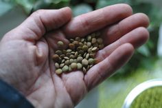 a person holding out their hand full of seeds