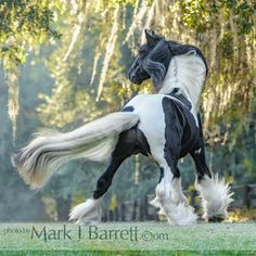 a black and white horse standing on it's hind legs in front of trees