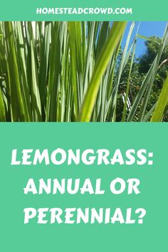 lemongrass annual or perennial?