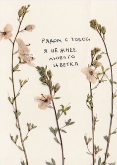 two flowers with words written in russian on them