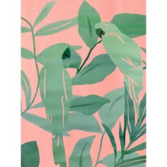 Pink and Green Birds of Paradise II Poster Print - Melissa Wang-VARPDX185777Z Image 1 Green Birds, Outdoor Canvas, Green Bird, Birds Of Paradise, Canvas Home, Big Canvas Art, Trademark Fine Art, Wrapped Canvas Art, Art Sur Toile