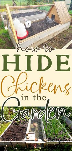 two chickens in a clever coop and run hidden in the pathway between two rectangular wooden raised garden beds are shown with text that reads how to hide chickens in your backyard garden Chicken Keeping Ideas, Chickens In The Garden, Chicken Coop Building Plans, Chicken Images, Raising Chicks, Chicken Keeping, Chicken Tractor