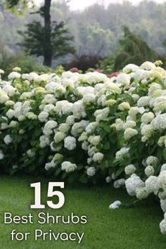 white flowers are growing in the grass near some trees and bushes with text overlay that reads 15 best shrubs for privacy