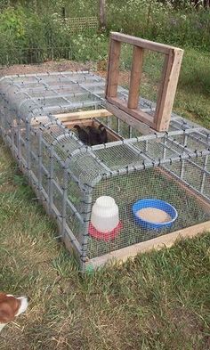 a dog standing next to a caged animal in the grass