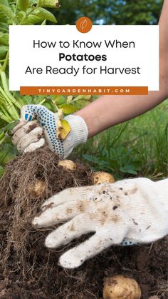 someone is digging in the dirt with their gardening gloves on and text overlay reads how to know when potatoes are ready for harvest