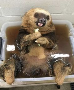 a stuffed sloth in a tub with its tongue out