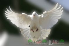 a white dove with its wings spread out in front of the words russian and english