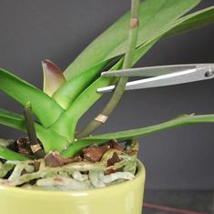 a small potted plant with scissors stuck in it