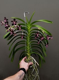 a person holding a plant with purple flowers