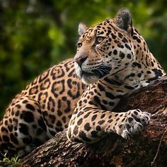 a large leopard laying on top of a tree branch