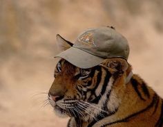 a tiger wearing a baseball cap sitting on top of it's head in the dirt