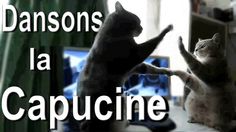 two cats standing on their hind legs in front of a tv with the caption'la capucine '