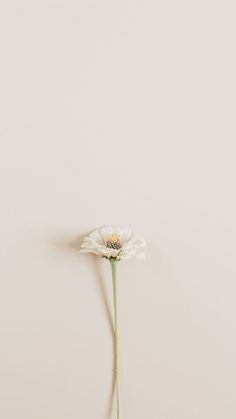 a single white flower on a light colored background