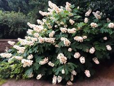 white flowers are blooming on the bush in front of some green trees and bushes